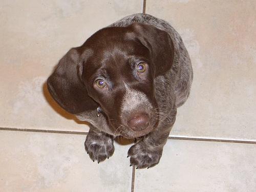 A dog image from https://images.dog.ceo/breeds/pointer-german/n02100236_2807.jpg