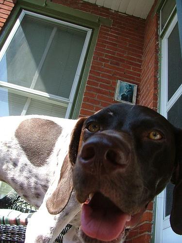 A dog image from https://images.dog.ceo/breeds/pointer-german/n02100236_2854.jpg