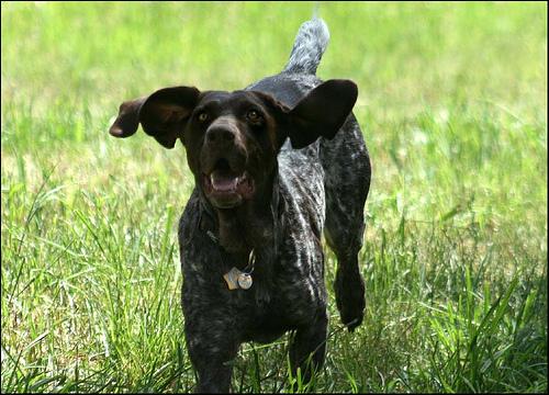 A dog image from https://images.dog.ceo/breeds/pointer-german/n02100236_3289.jpg