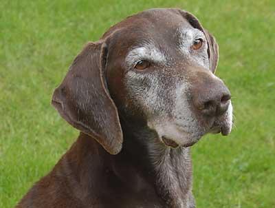 A dog image from https://images.dog.ceo/breeds/pointer-german/n02100236_3798.jpg