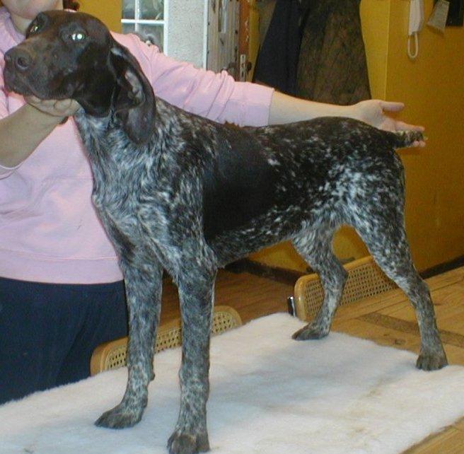 A dog image from https://images.dog.ceo/breeds/pointer-german/n02100236_4465.jpg