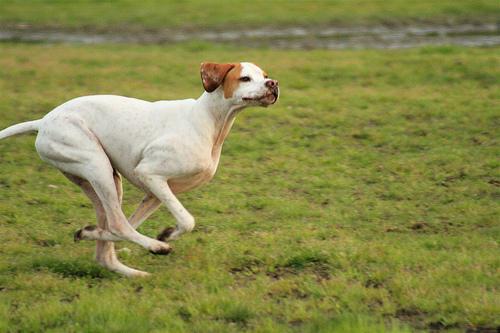 A dog image from https://images.dog.ceo/breeds/pointer-german/n02100236_4490.jpg