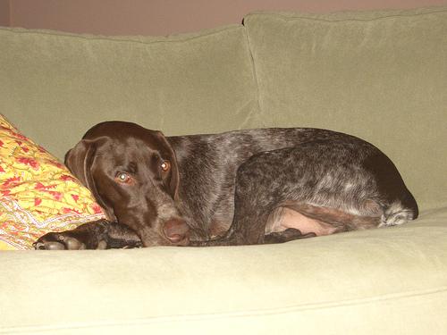 A dog image from https://images.dog.ceo/breeds/pointer-german/n02100236_4566.jpg