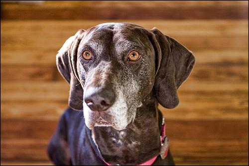 A dog image from https://images.dog.ceo/breeds/pointer-german/n02100236_4657.jpg