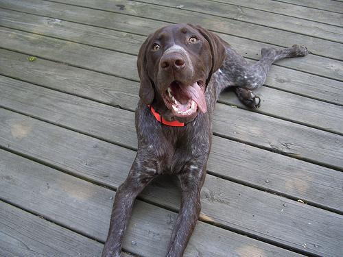 A dog image from https://images.dog.ceo/breeds/pointer-german/n02100236_4851.jpg