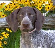 A dog image from https://images.dog.ceo/breeds/pointer-german/n02100236_5317.jpg