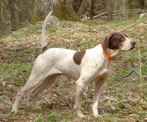 A dog image from https://images.dog.ceo/breeds/pointer-german/n02100236_5853.jpg