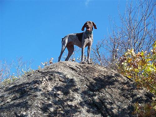 A dog image from https://images.dog.ceo/breeds/pointer-german/n02100236_619.jpg