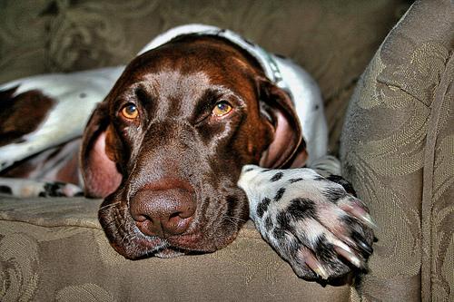 A dog image from https://images.dog.ceo/breeds/pointer-german/n02100236_645.jpg