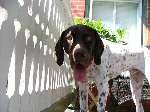 A dog image from https://images.dog.ceo/breeds/pointer-german/n02100236_879.jpg