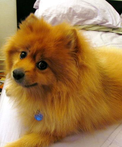 A dog image from https://images.dog.ceo/breeds/pomeranian/n02112018_1090.jpg