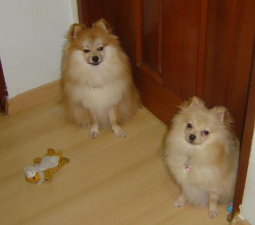 A dog image from https://images.dog.ceo/breeds/pomeranian/n02112018_10937.jpg