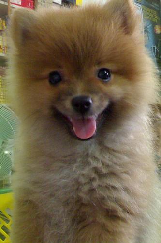 A dog image from https://images.dog.ceo/breeds/pomeranian/n02112018_11233.jpg