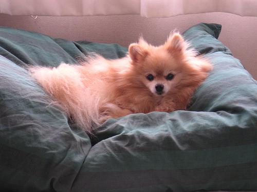 A dog image from https://images.dog.ceo/breeds/pomeranian/n02112018_1146.jpg