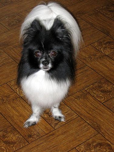 A dog image from https://images.dog.ceo/breeds/pomeranian/n02112018_11641.jpg