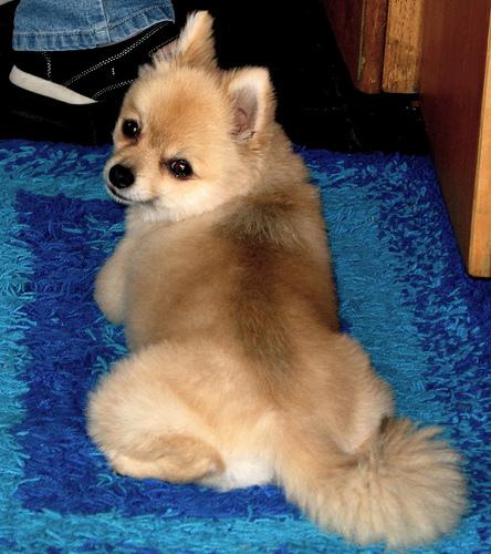 A dog image from https://images.dog.ceo/breeds/pomeranian/n02112018_12493.jpg