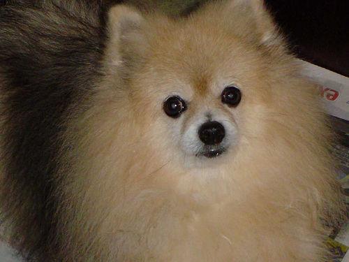 A dog image from https://images.dog.ceo/breeds/pomeranian/n02112018_12513.jpg