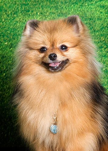 A dog image from https://images.dog.ceo/breeds/pomeranian/n02112018_1325.jpg