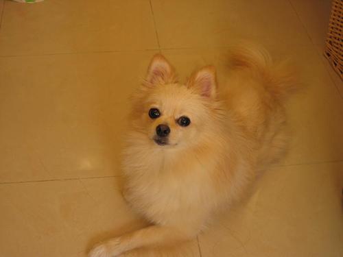 A dog image from https://images.dog.ceo/breeds/pomeranian/n02112018_1348.jpg