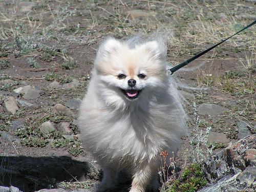 A dog image from https://images.dog.ceo/breeds/pomeranian/n02112018_13581.jpg