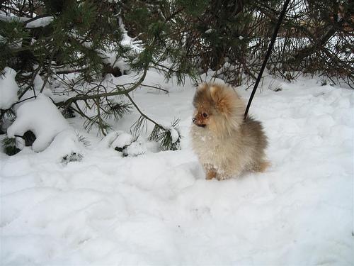 A dog image from https://images.dog.ceo/breeds/pomeranian/n02112018_13600.jpg