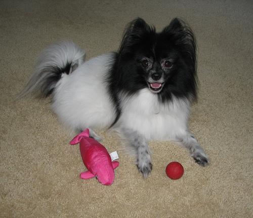 A dog image from https://images.dog.ceo/breeds/pomeranian/n02112018_1389.jpg