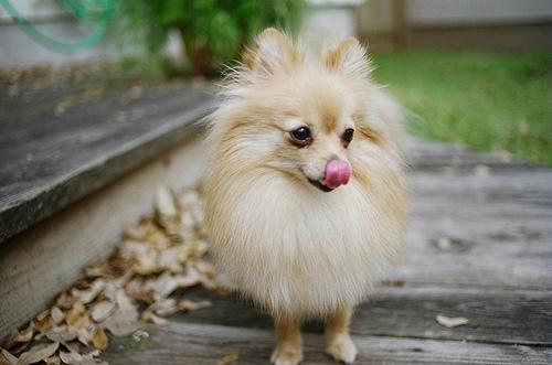 A dog image from https://images.dog.ceo/breeds/pomeranian/n02112018_14257.jpg