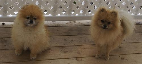 A dog image from https://images.dog.ceo/breeds/pomeranian/n02112018_150.jpg