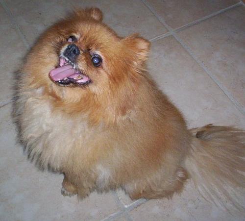 A dog image from https://images.dog.ceo/breeds/pomeranian/n02112018_1561.jpg