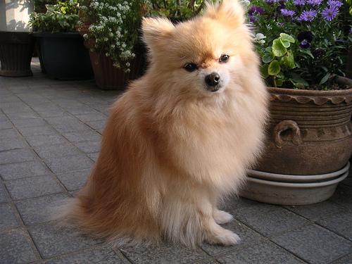 A dog image from https://images.dog.ceo/breeds/pomeranian/n02112018_1621.jpg