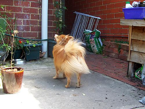 A dog image from https://images.dog.ceo/breeds/pomeranian/n02112018_1659.jpg