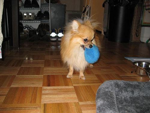 A dog image from https://images.dog.ceo/breeds/pomeranian/n02112018_1929.jpg