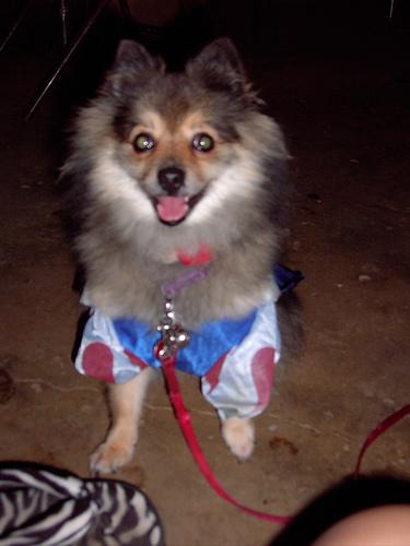 A dog image from https://images.dog.ceo/breeds/pomeranian/n02112018_2154.jpg