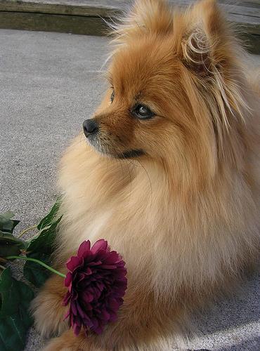 A dog image from https://images.dog.ceo/breeds/pomeranian/n02112018_2218.jpg