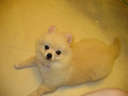 A dog image from https://images.dog.ceo/breeds/pomeranian/n02112018_2288.jpg