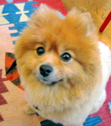 A dog image from https://images.dog.ceo/breeds/pomeranian/n02112018_2699.jpg