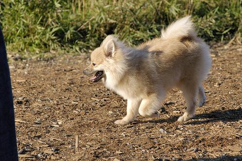 A dog image from https://images.dog.ceo/breeds/pomeranian/n02112018_2786.jpg