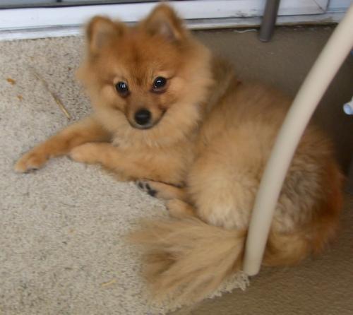 A dog image from https://images.dog.ceo/breeds/pomeranian/n02112018_3033.jpg