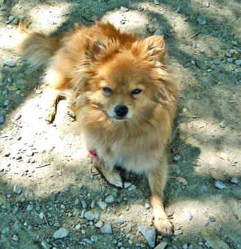 A dog image from https://images.dog.ceo/breeds/pomeranian/n02112018_3090.jpg