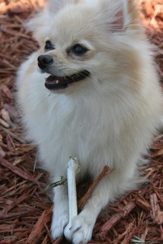 A dog image from https://images.dog.ceo/breeds/pomeranian/n02112018_3133.jpg