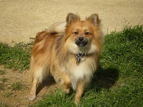 A dog image from https://images.dog.ceo/breeds/pomeranian/n02112018_3532.jpg