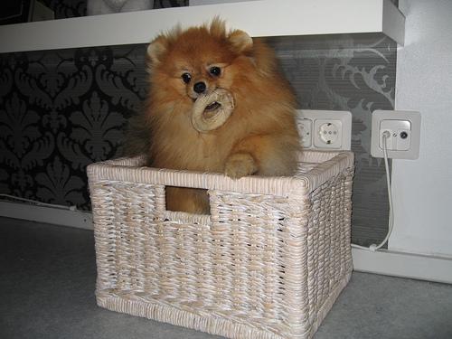 A dog image from https://images.dog.ceo/breeds/pomeranian/n02112018_3539.jpg