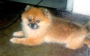 A dog image from https://images.dog.ceo/breeds/pomeranian/n02112018_354.jpg