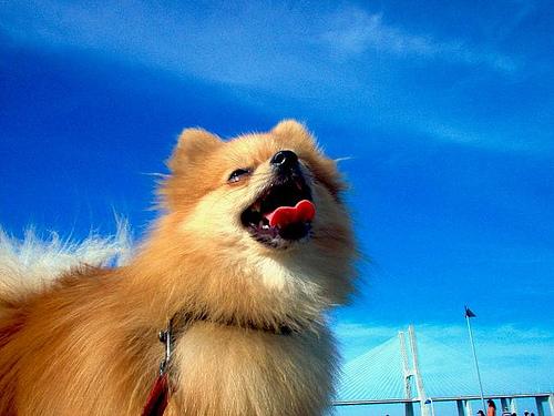 A dog image from https://images.dog.ceo/breeds/pomeranian/n02112018_3917.jpg