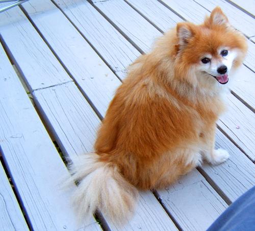 A dog image from https://images.dog.ceo/breeds/pomeranian/n02112018_4206.jpg