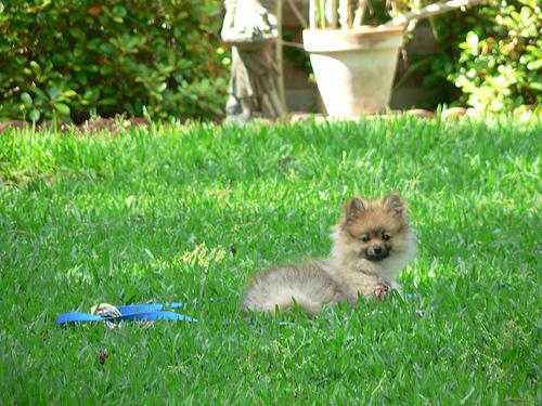 A dog image from https://images.dog.ceo/breeds/pomeranian/n02112018_4243.jpg