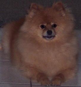 A dog image from https://images.dog.ceo/breeds/pomeranian/n02112018_4245.jpg