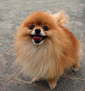 A dog image from https://images.dog.ceo/breeds/pomeranian/n02112018_4296.jpg