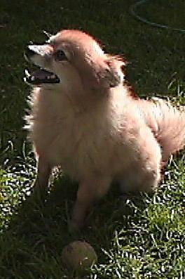 A dog image from https://images.dog.ceo/breeds/pomeranian/n02112018_4373.jpg