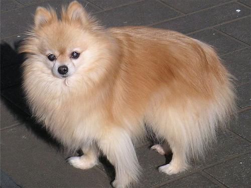 A dog image from https://images.dog.ceo/breeds/pomeranian/n02112018_4644.jpg